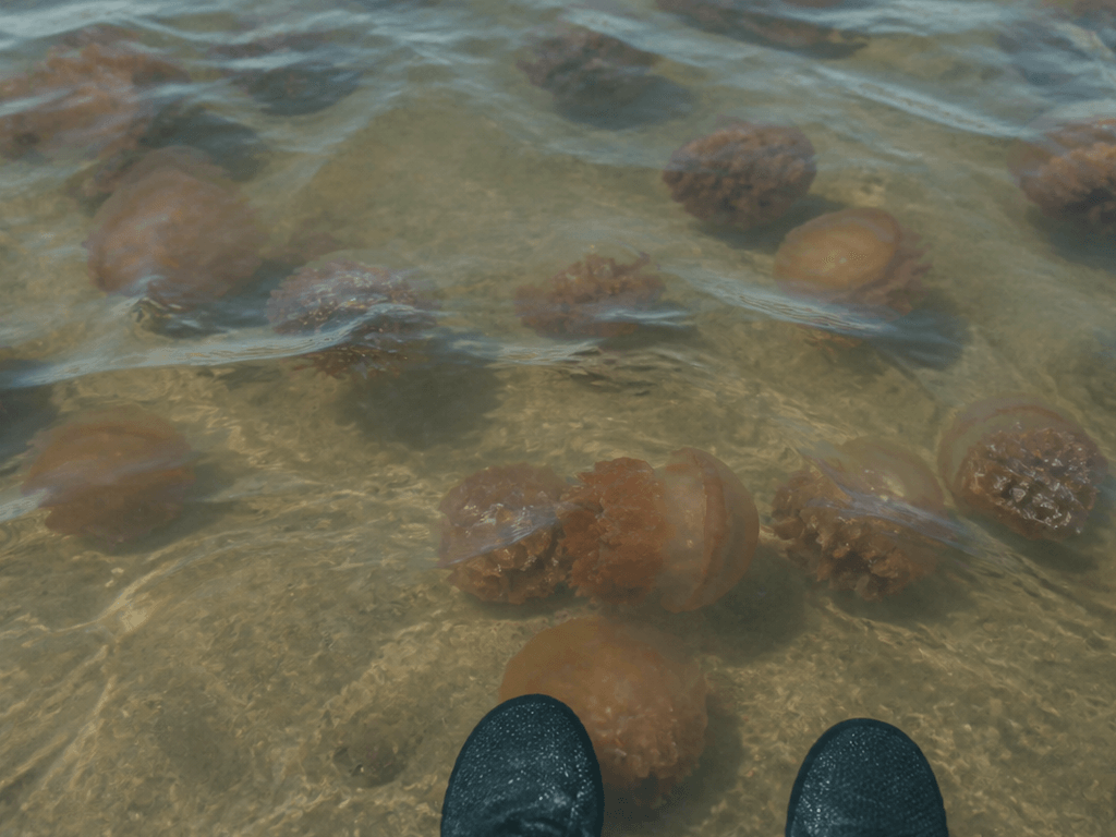 Sea nettle booties for bay wades — supporting Beach Blog photo, Ocean City, Maryland