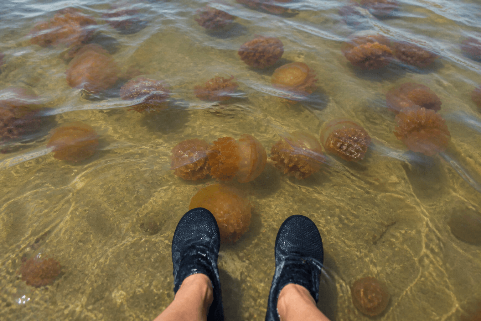 Sea nettle booties for bay wades — Beach Blog photo, Ocean City, Maryland