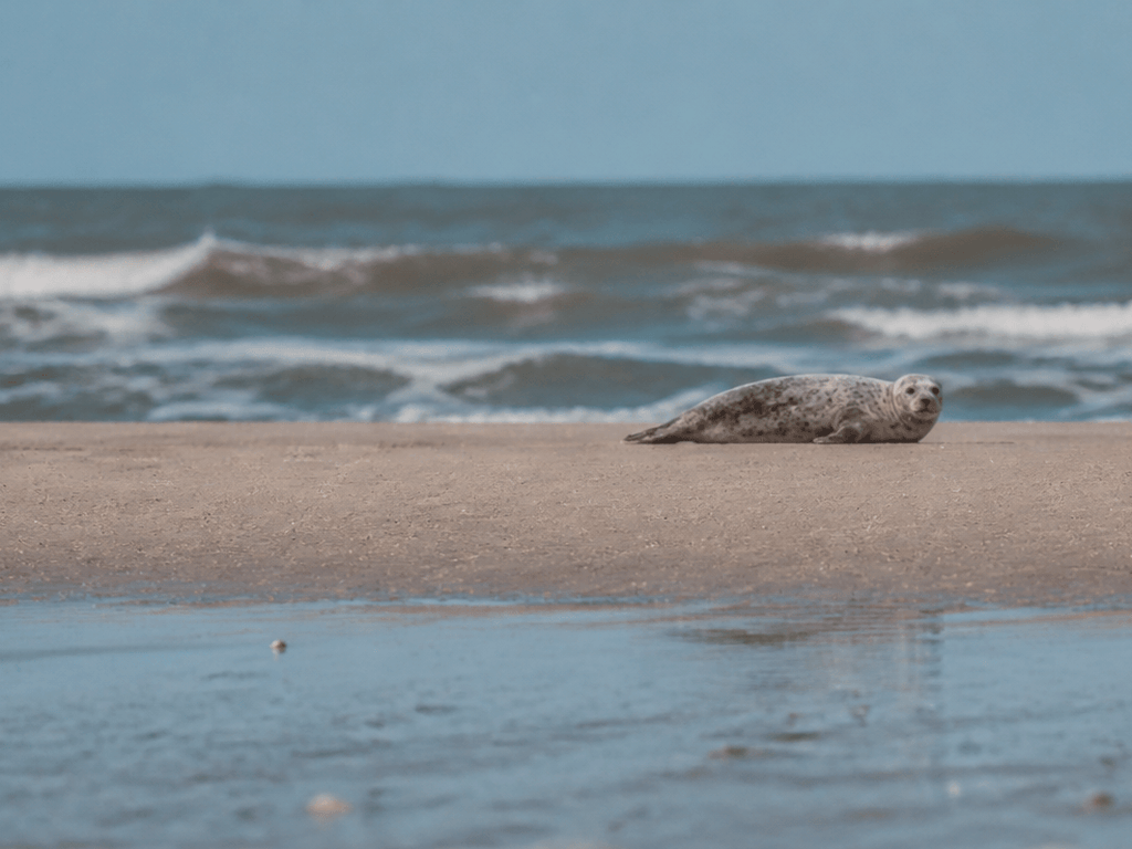 Seal sighting etiquette from shore: binoculars yes, crowding no — supporting Beach Blog photo, Ocean City, Maryland