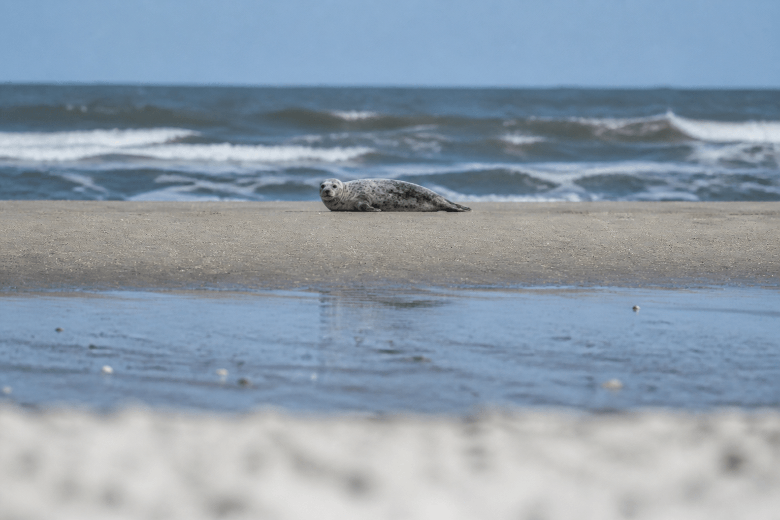 Seal sighting etiquette from shore: binoculars yes, crowding no — Beach Blog photo, Ocean City, Maryland