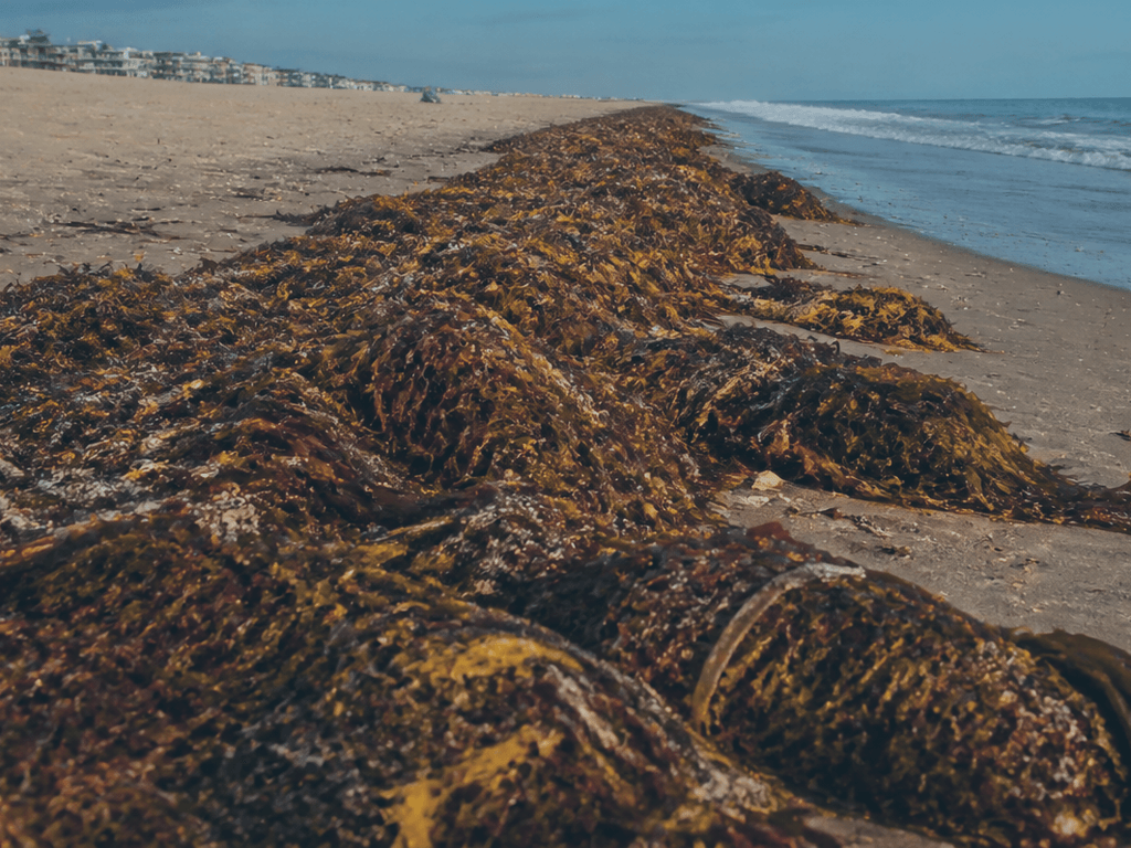 Seaweed line smell vs danger: usually odor, not emergency — supporting Beach Blog photo, Ocean City, Maryland