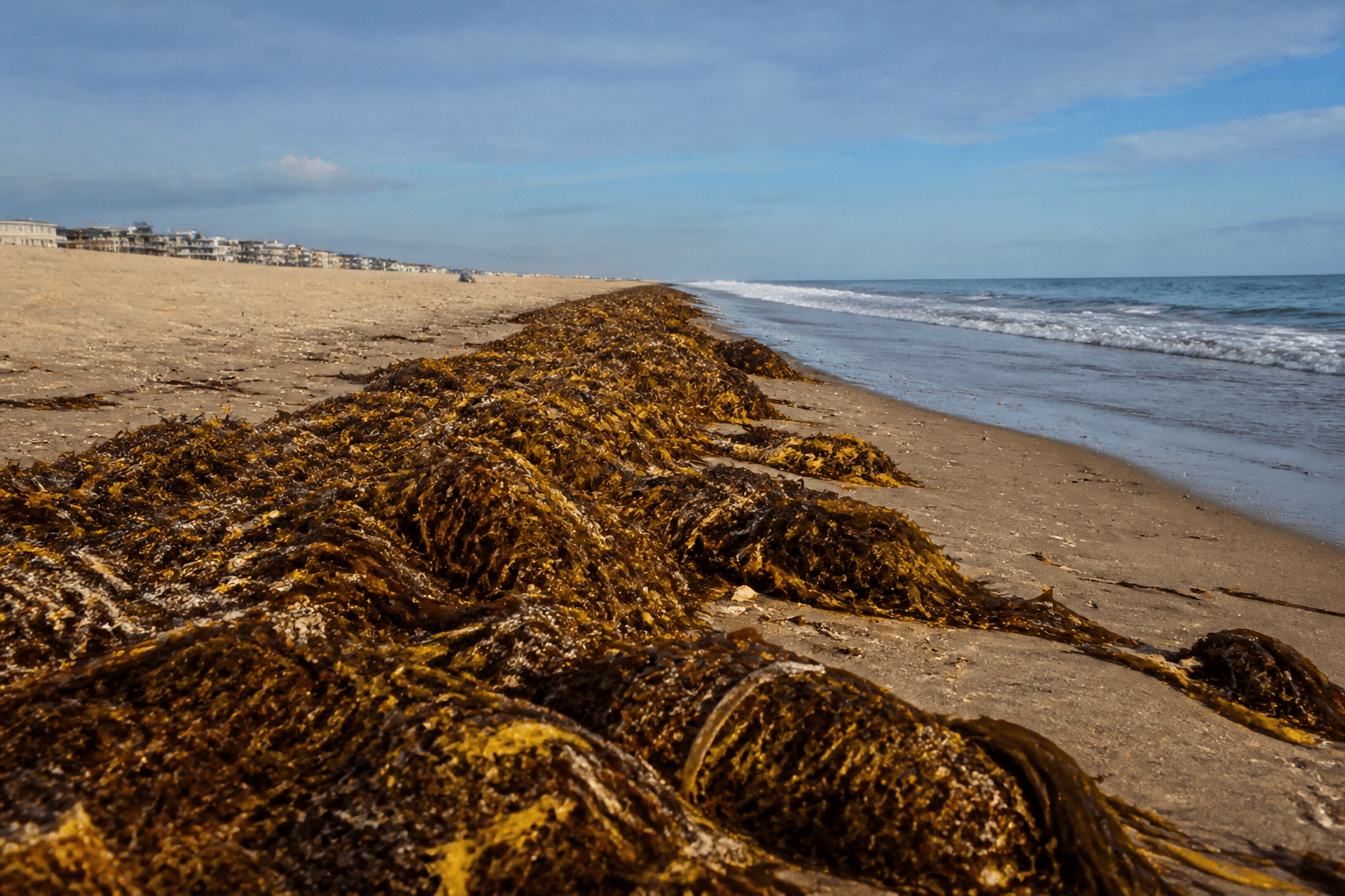 Seaweed line smell vs danger: usually odor, not emergency — Beach Blog photo, Ocean City, Maryland