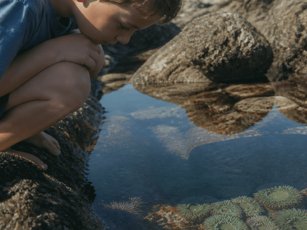 Tidepool invertebrates: look, learn, do not poke the mystery — supporting Beach Blog photo, Ocean City, Maryland