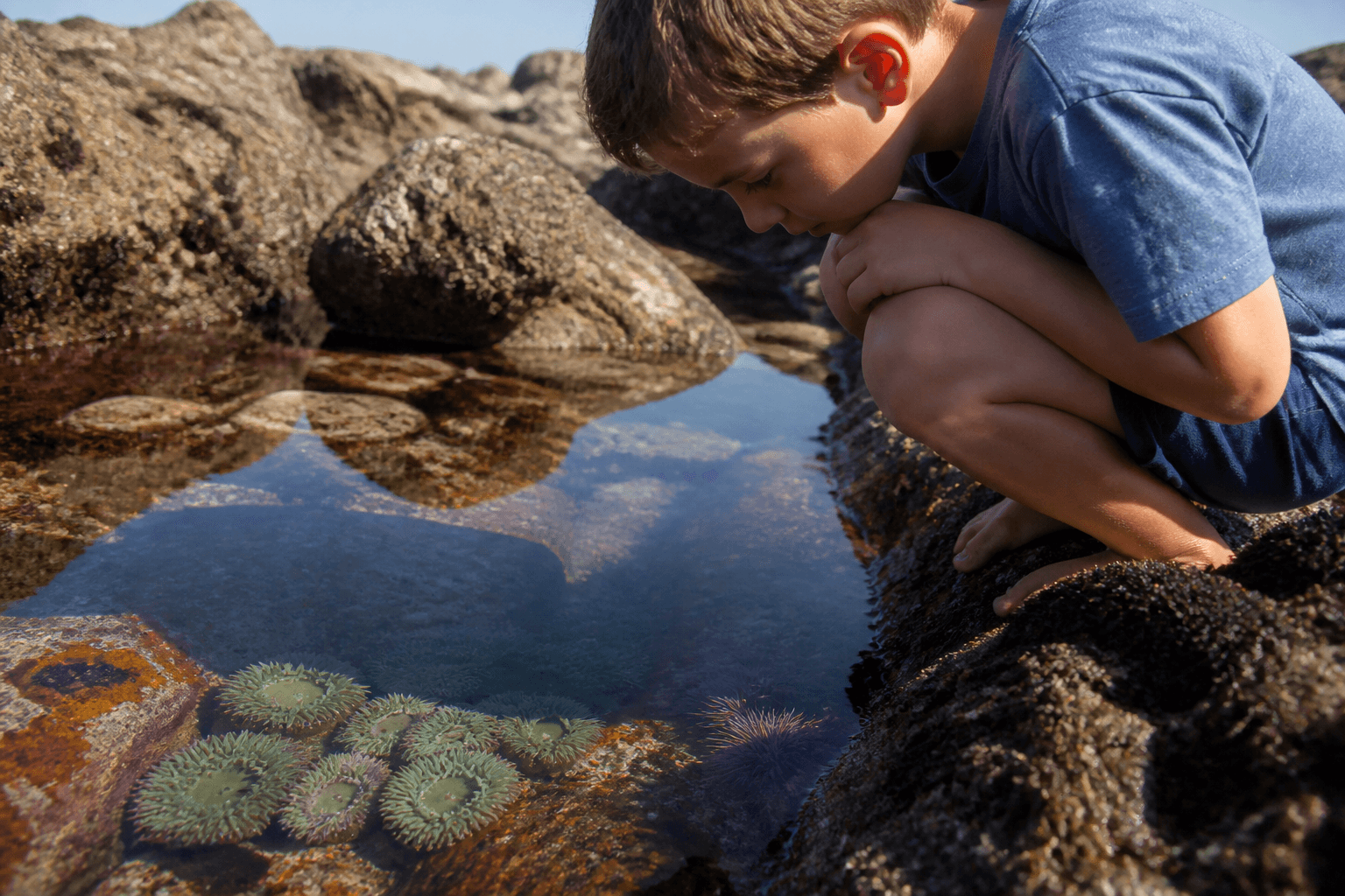 Tidepool invertebrates: look, learn, do not poke the mystery — Beach Blog photo, Ocean City, Maryland