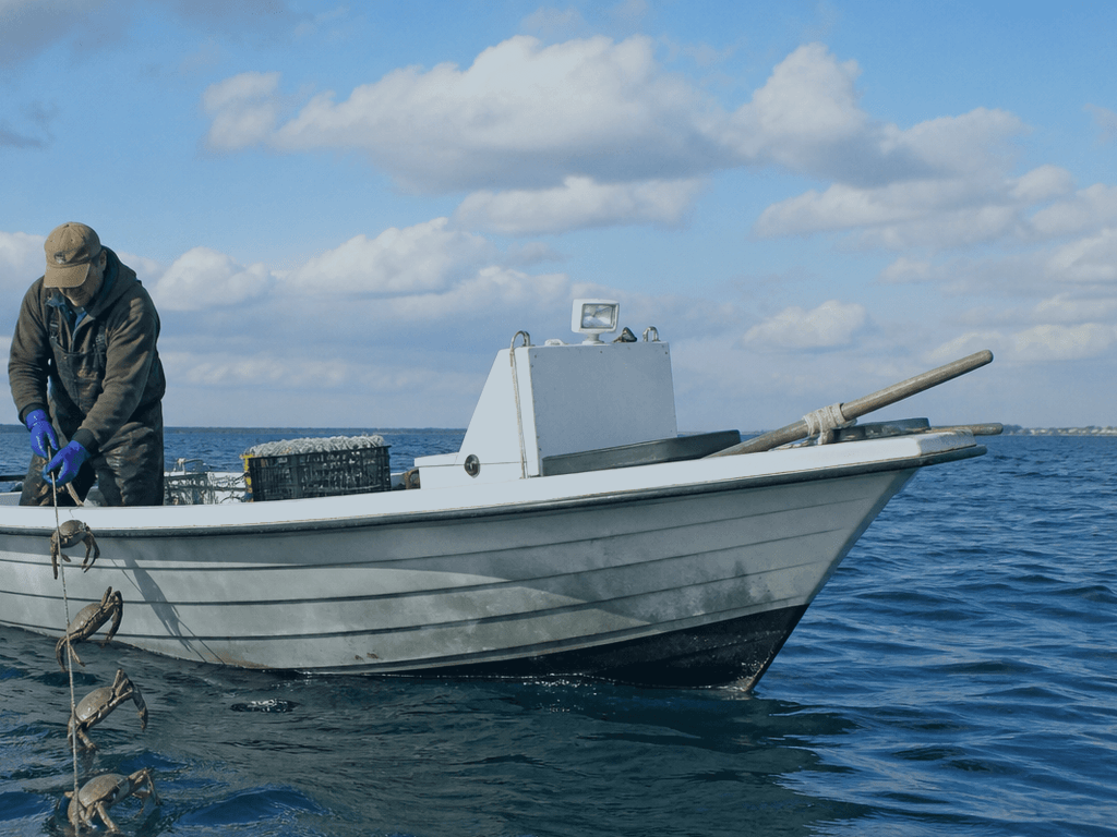 Trotline crabbing is not a beginner sport: when to watch and when to hire know-how — supporting Beach Blog photo, Ocean City, Maryland