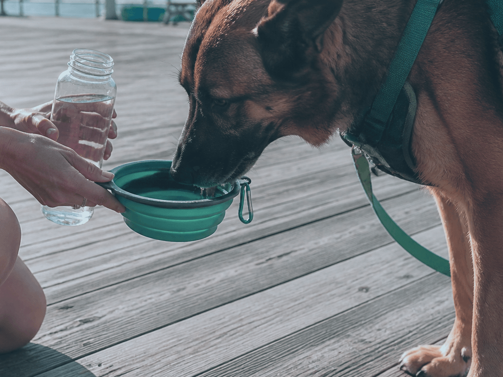 Collapsible water bowl in the dog walk pack — supporting Beach Blog photo, Ocean City, Maryland