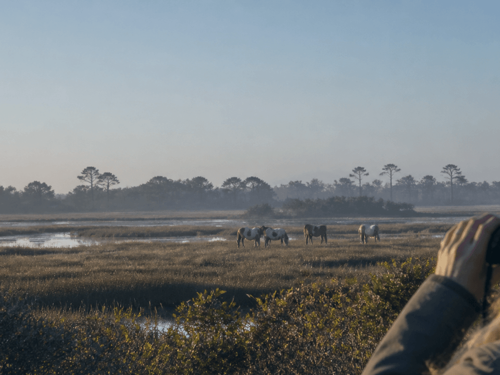 Where to see wildlife without a chase: quieter OC-area bets — supporting Beach Blog photo, Ocean City, Maryland