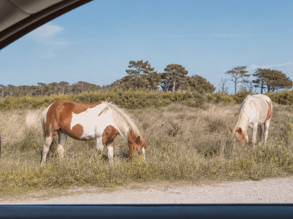 Wildlife drive windows-up rule when ponies near — supporting Beach Blog photo, Ocean City, Maryland