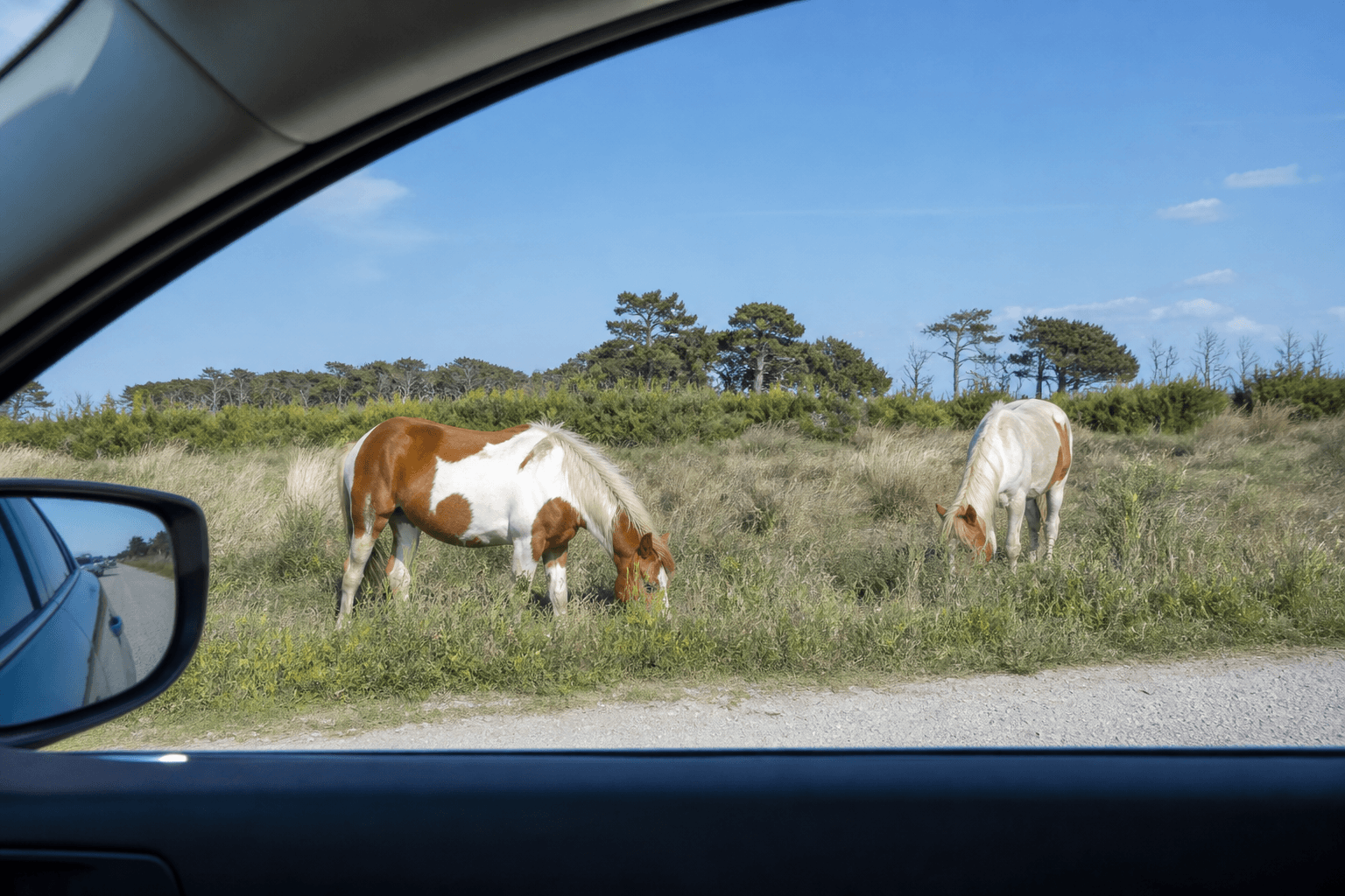 Wildlife drive windows-up rule when ponies near — Beach Blog photo, Ocean City, Maryland