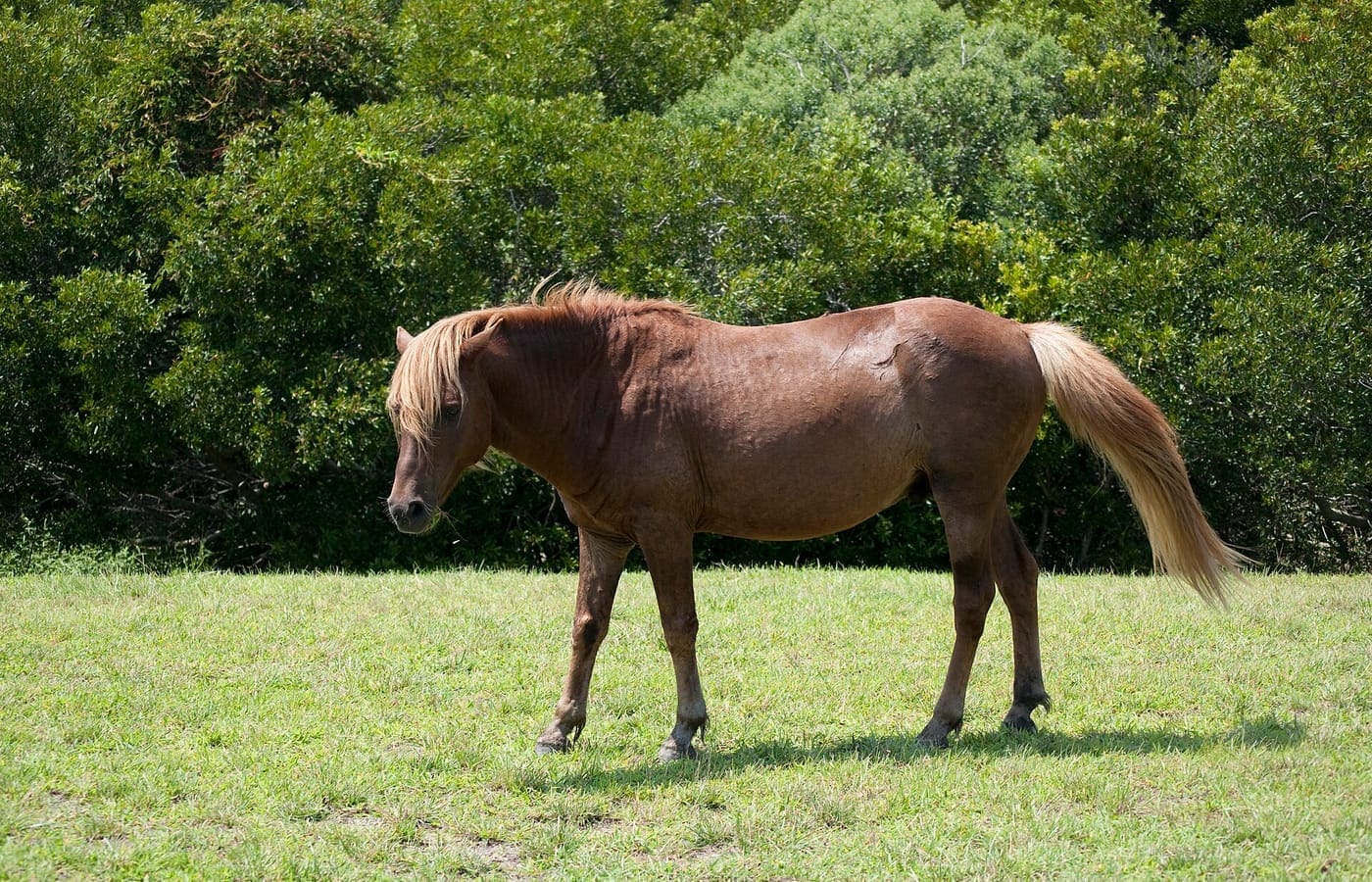 Assateague Island horses August 2009 3.jpg — Island Resort Campground area