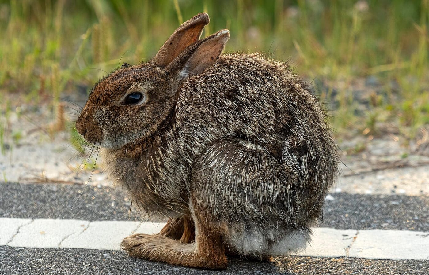 Assateague rabbit MD1.jpg — Island Resort Campground area