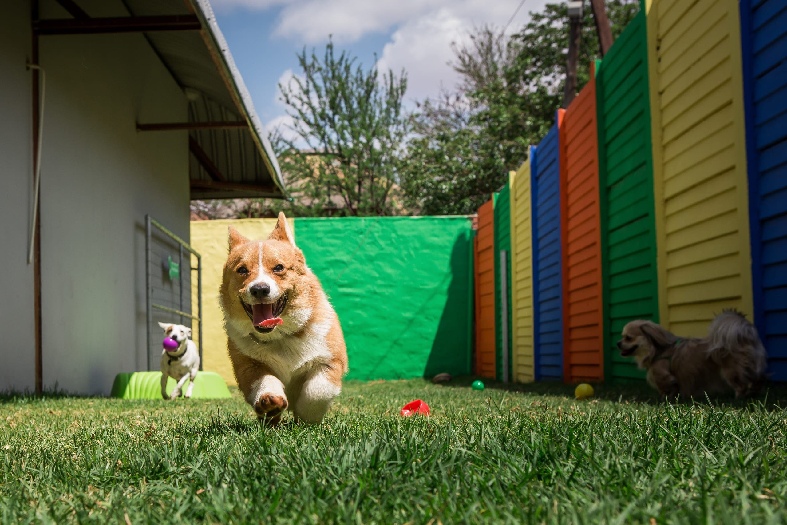Pets & park rules — Ocean City, Maryland