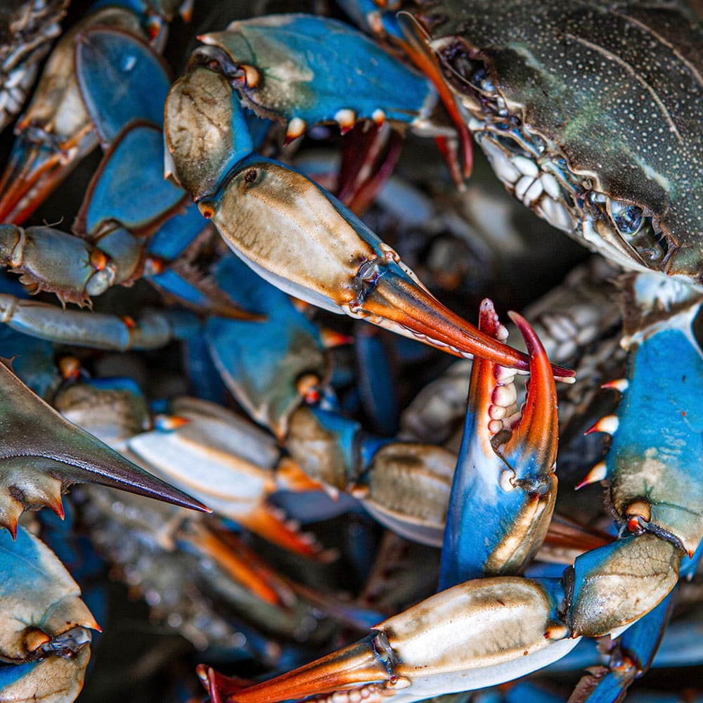 Crabbing & clamming — Ocean City, Maryland