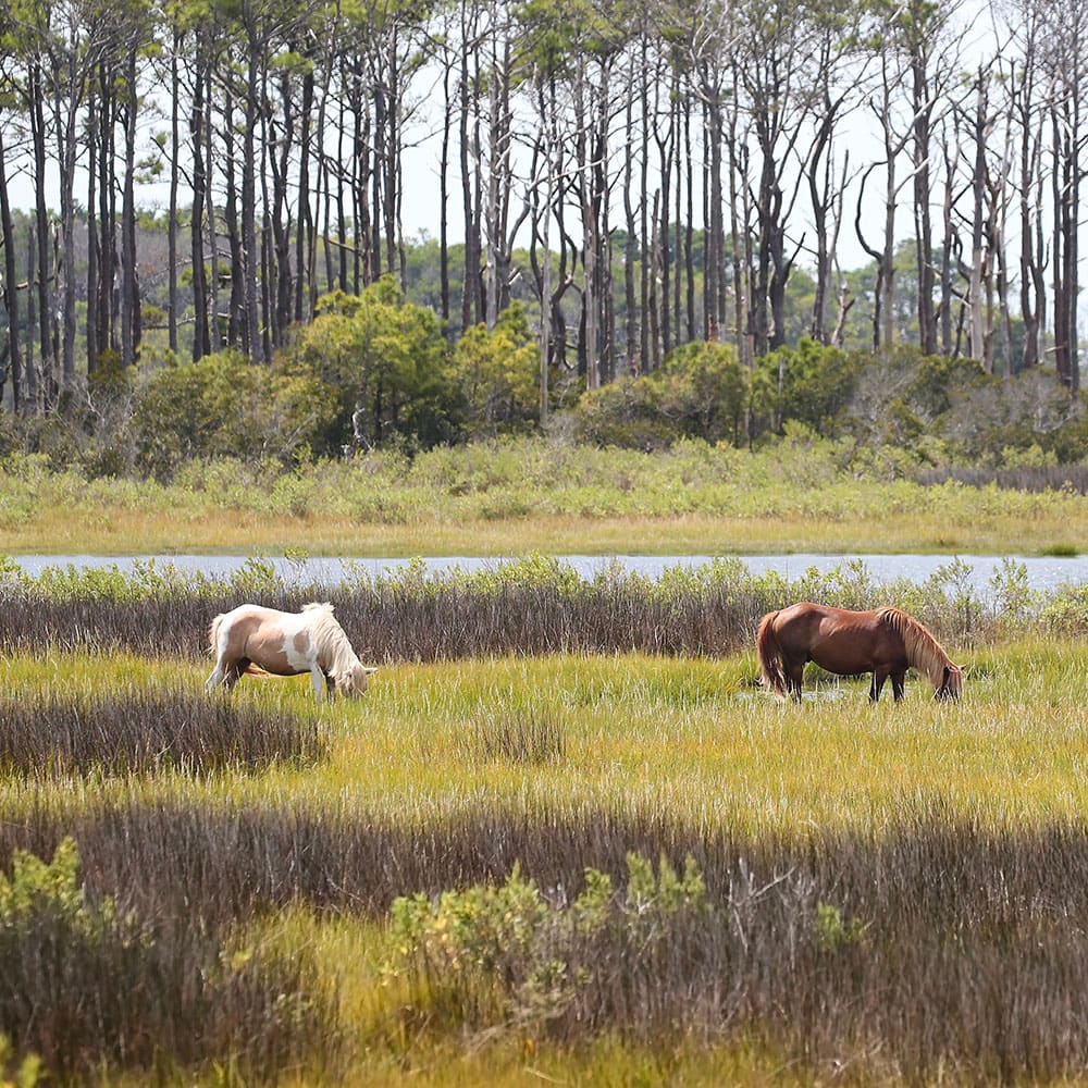Nature cruises — Ocean City, Maryland