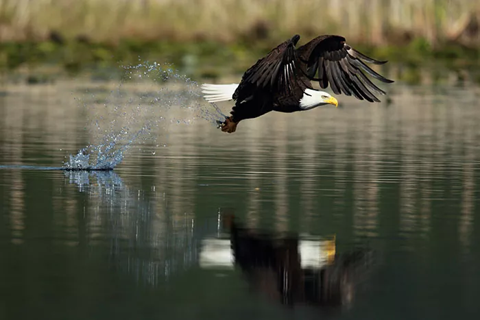 Assateague bird watching by boat — Ocean City, Maryland