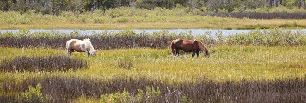 Nature photoshoot by boat — Ocean City, Maryland
