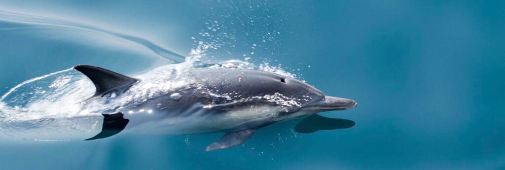 Dolphin search — Ocean City, Maryland
