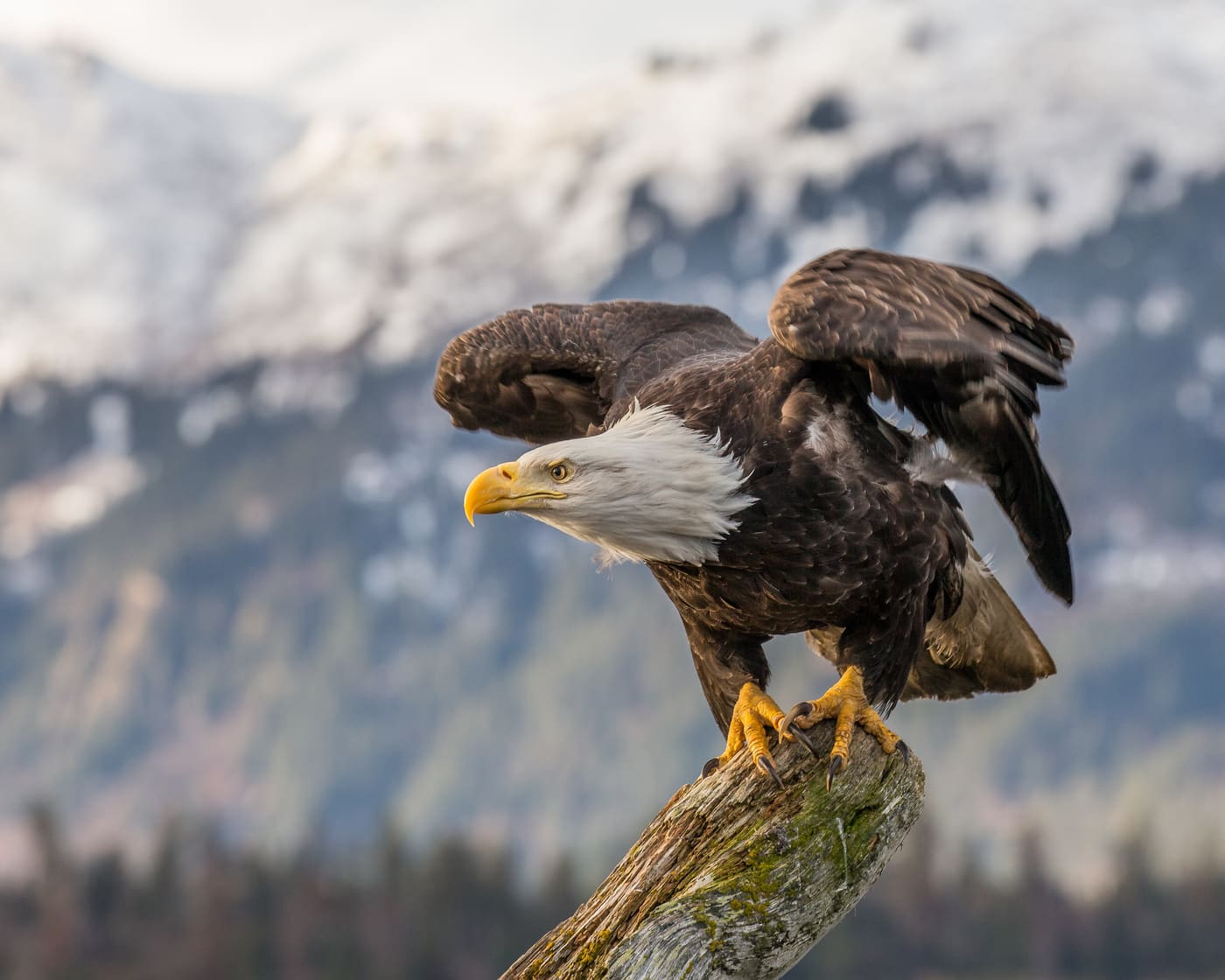 Bald Eagle (Haliaeetus leucocephalus) — Ocean City, Maryland