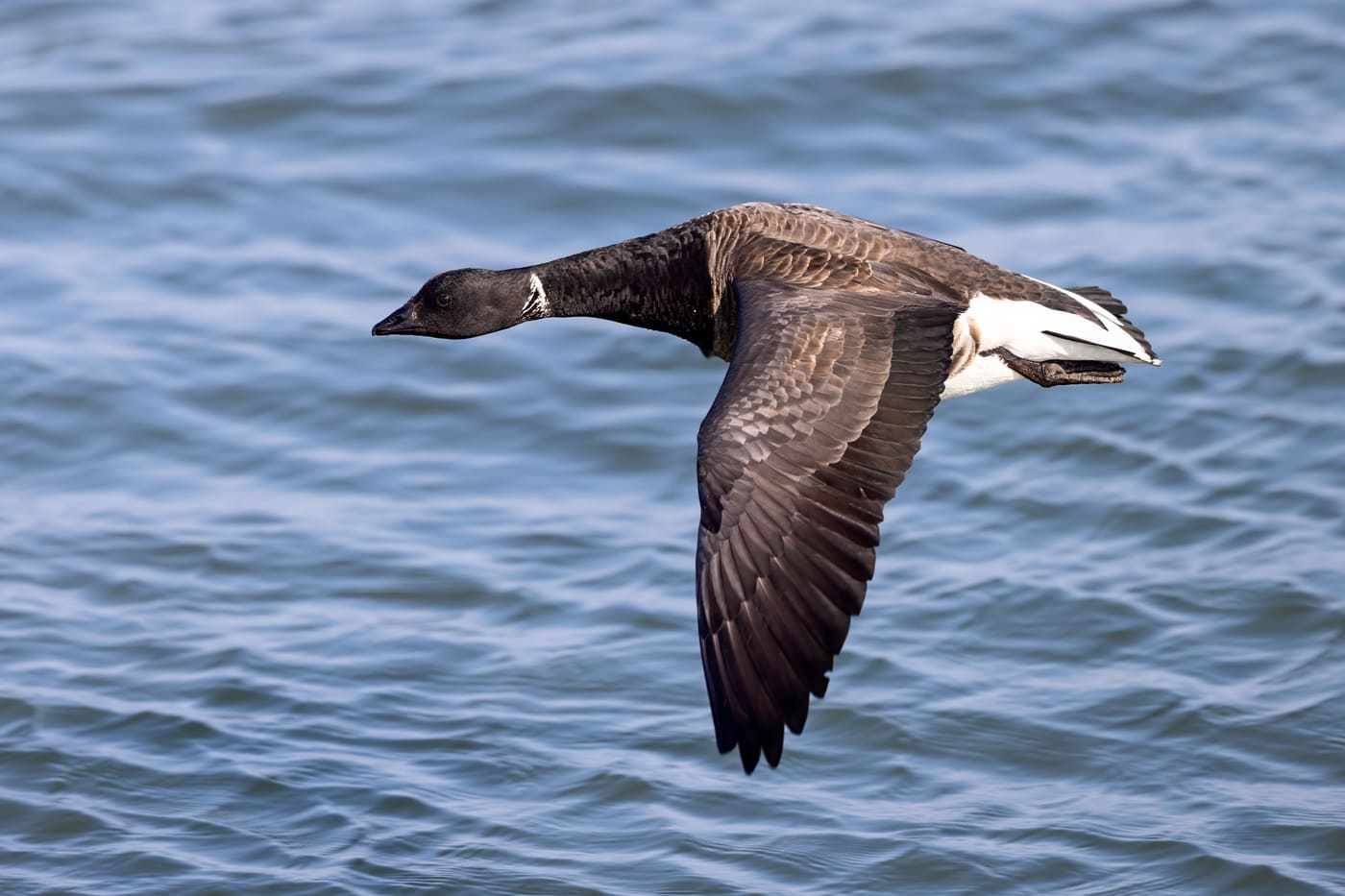 Brant (Branta bernicla) — Ocean City, Maryland