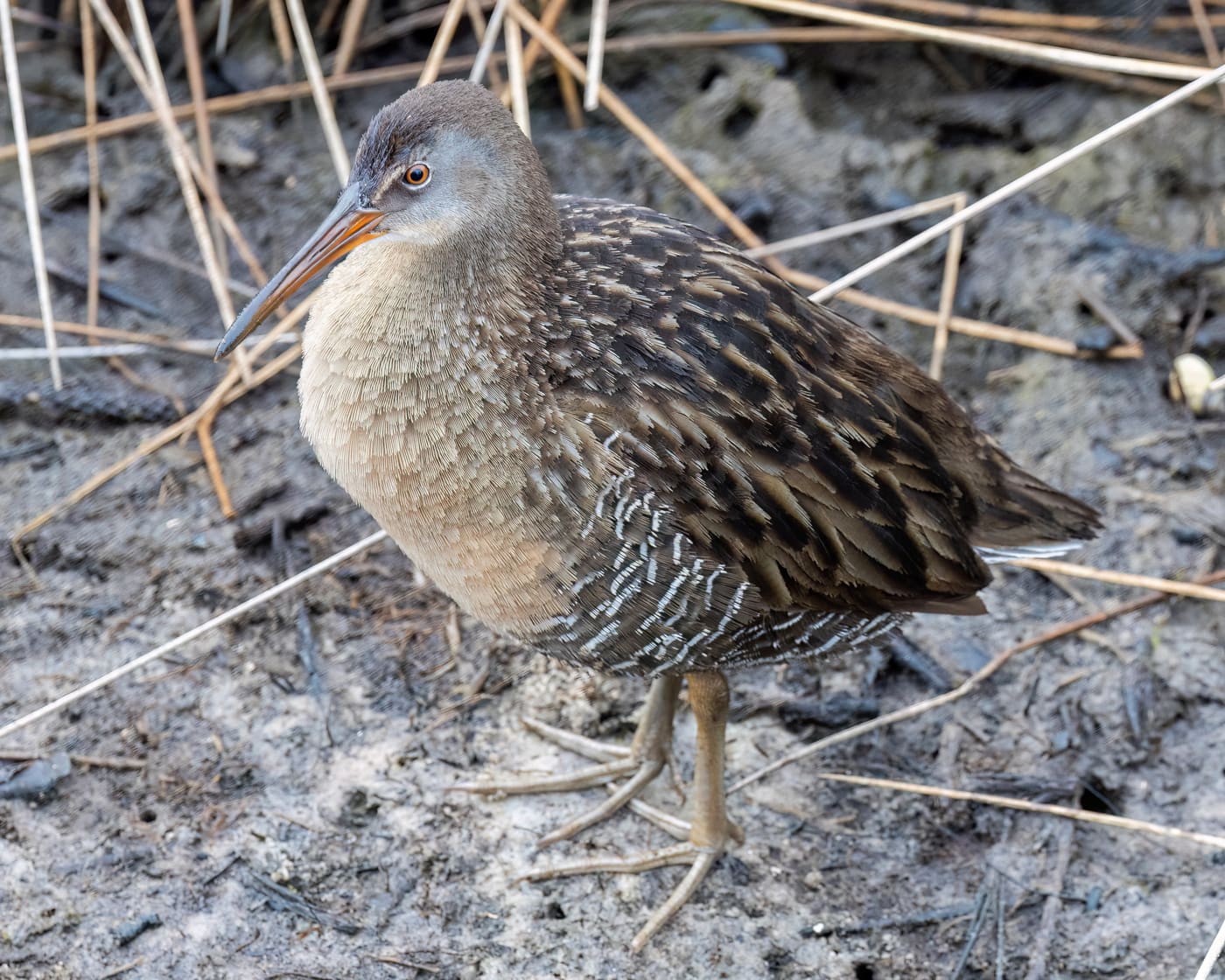 Clapper Rail (Rallus crepitans) — Ocean City, Maryland