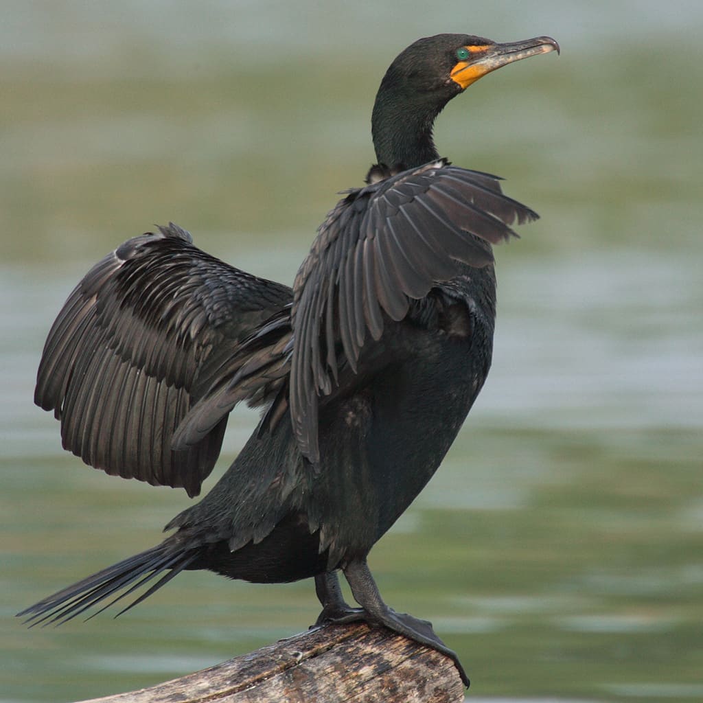 Double-crested Cormorant (Nannopterum auritum) — Ocean City, Maryland