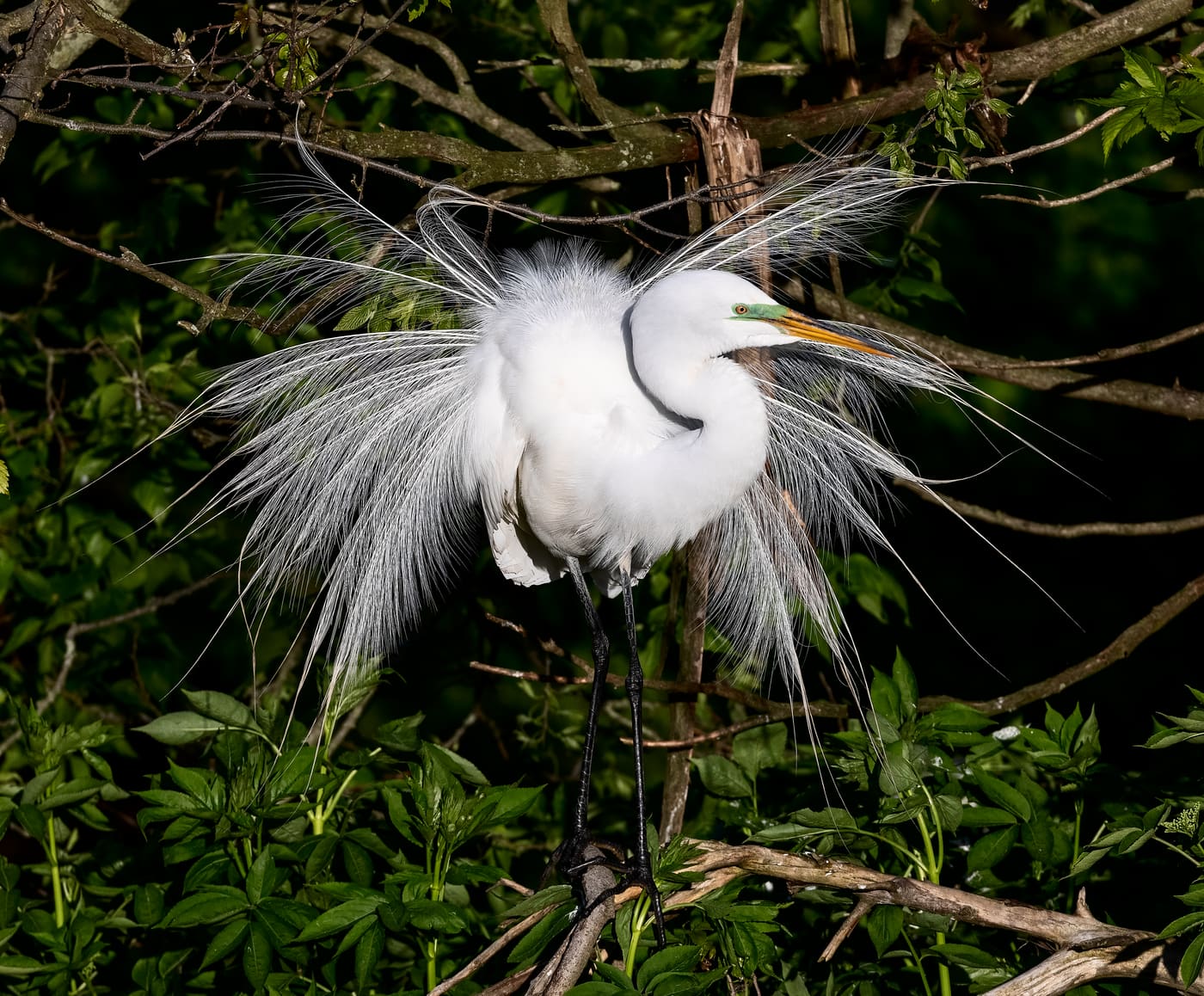 Great Egret (Ardea alba) — Ocean City, Maryland