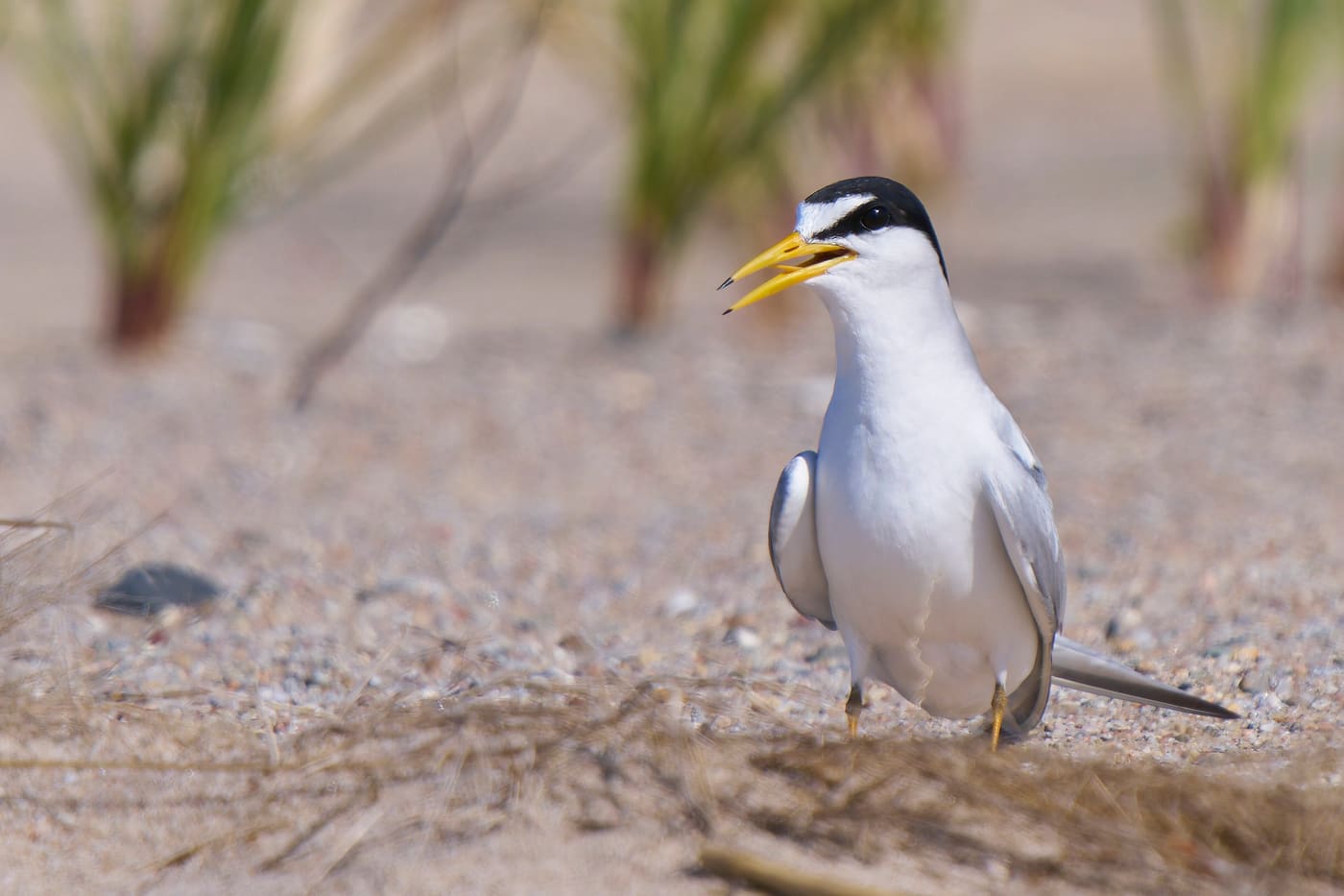 Least Tern (Sternula antillarum) — Ocean City, Maryland