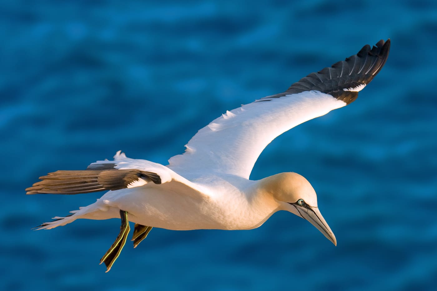 Northern Gannet (Morus bassanus) — Ocean City, Maryland