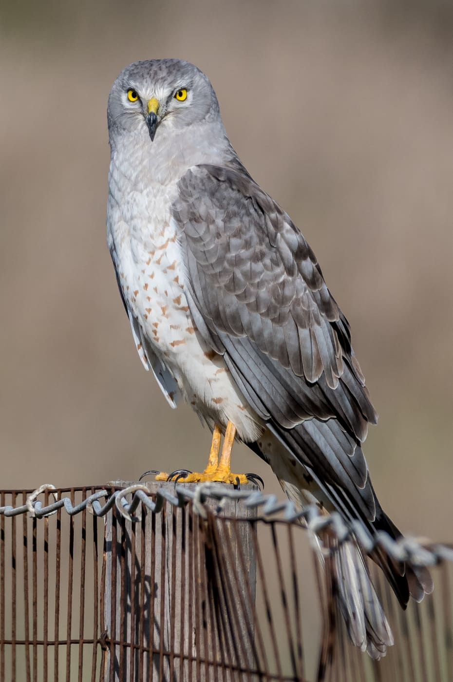 Northern Harrier (Circus hudsonius) — Ocean City, Maryland