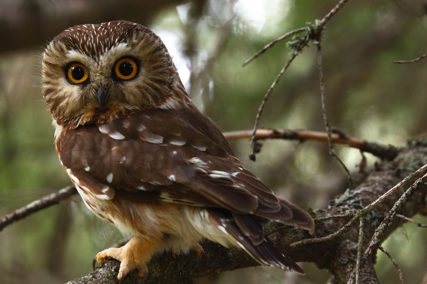 Northern Saw-whet Owl (Aegolius acadicus) — Ocean City, Maryland