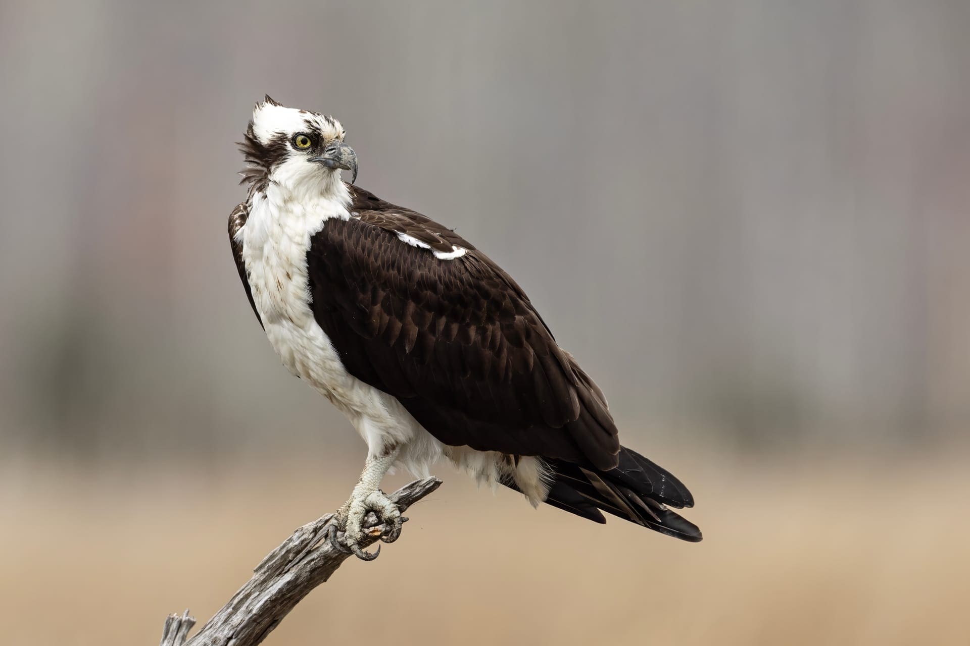 Ocean City Osprey Nests