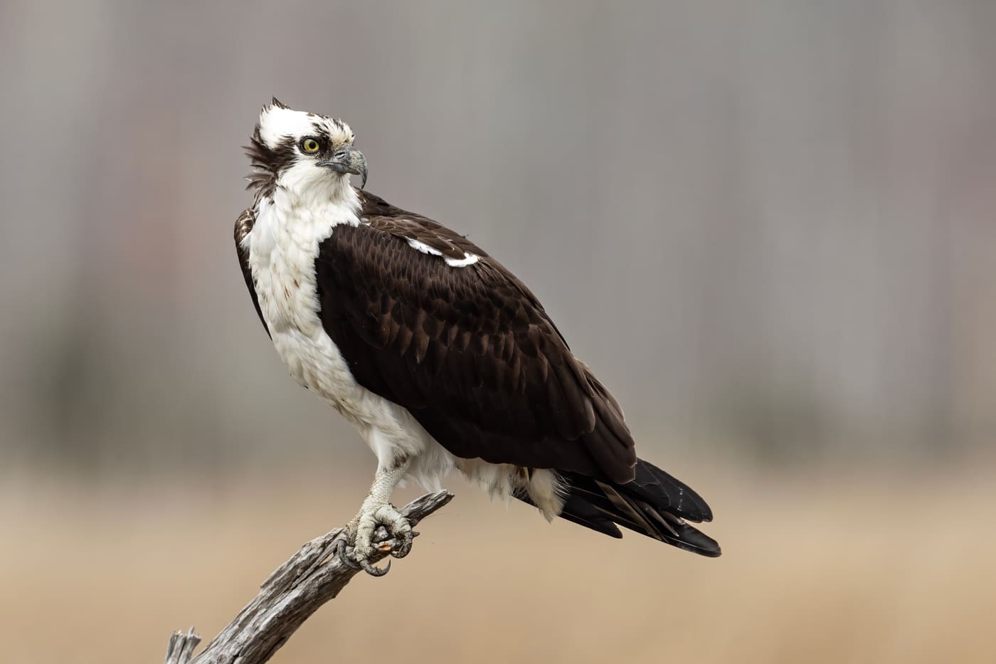 Osprey (Pandion haliaetus) — Ocean City, Maryland