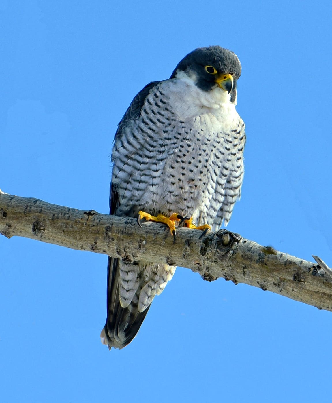 Peregrine Falcon (Falco peregrinus) — Ocean City, Maryland