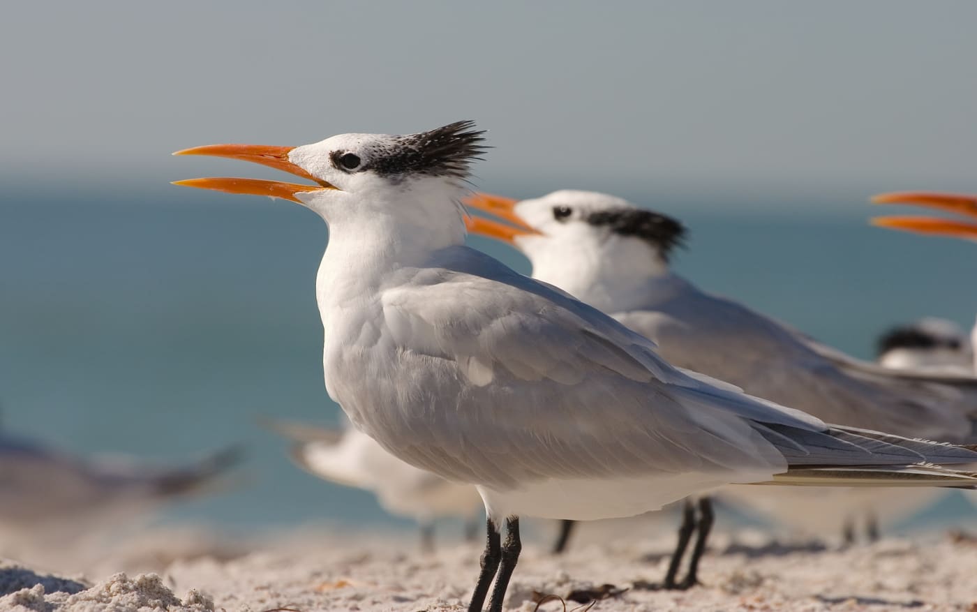 Royal Tern (Thalasseus maximus) — Ocean City, Maryland
