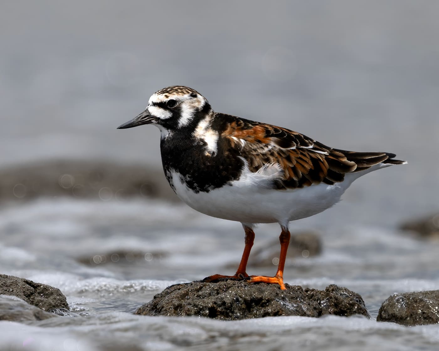 Ruddy Turnstone (Arenaria interpres) — Ocean City, Maryland