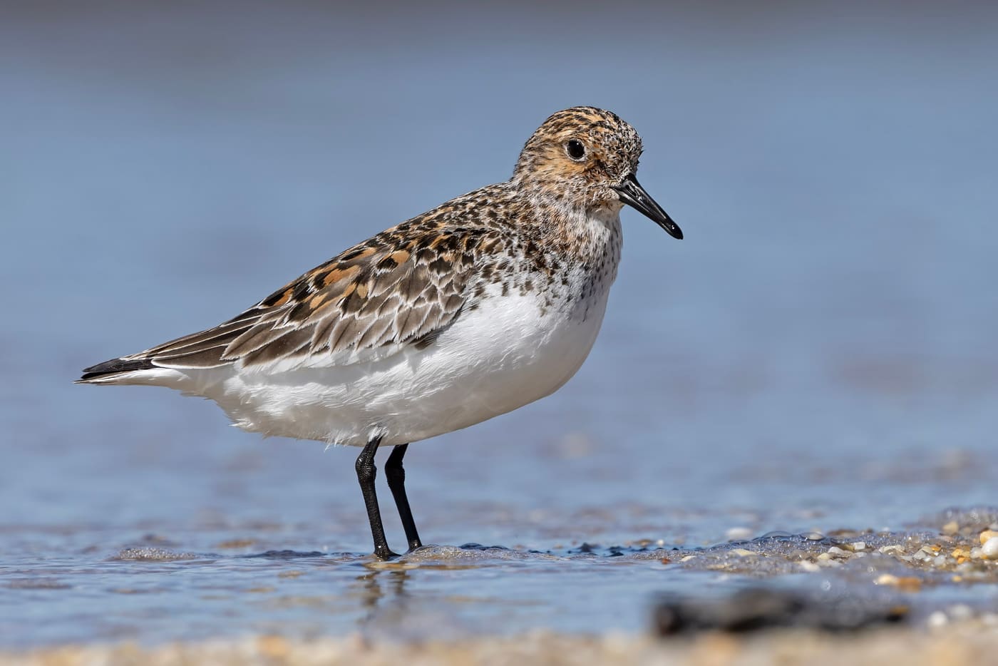 Sanderling (Calidris alba) — Ocean City, Maryland