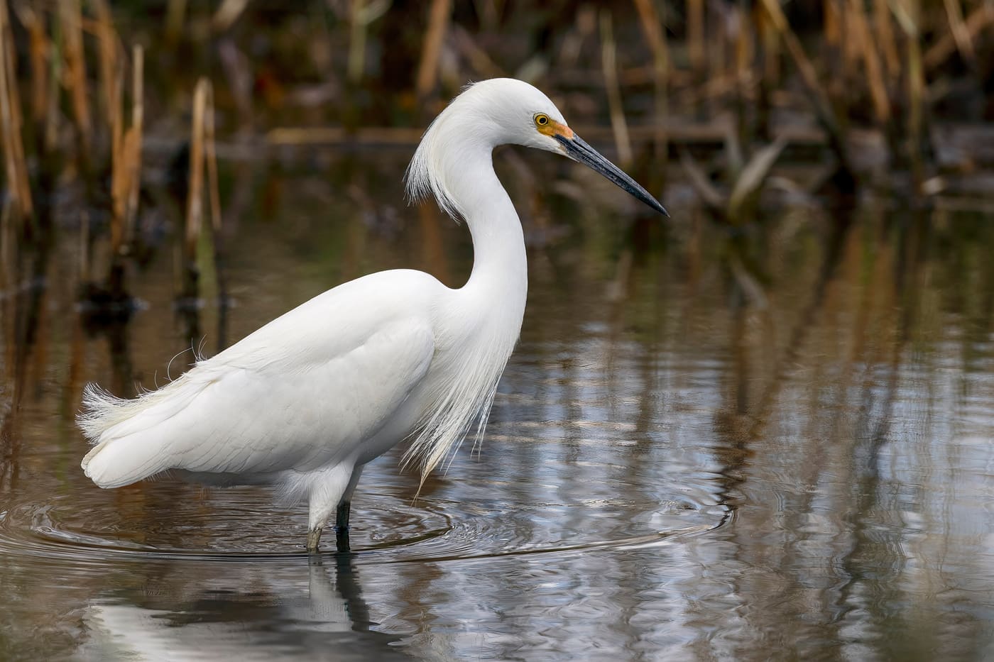 Snowy Egret (Egretta thula) — Ocean City, Maryland