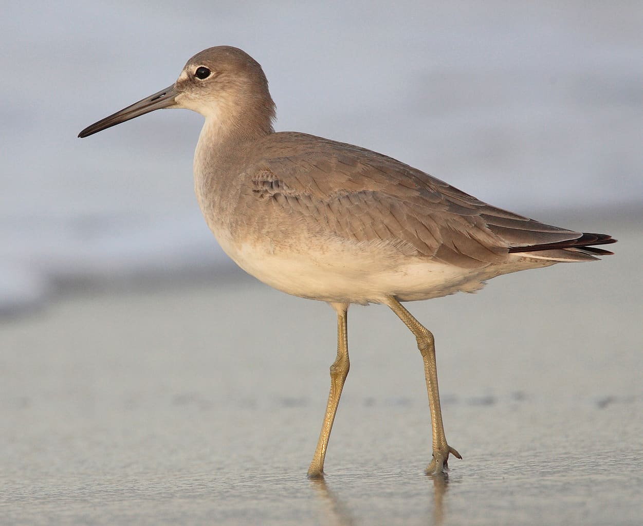 Willet (Tringa semipalmata) — Ocean City, Maryland