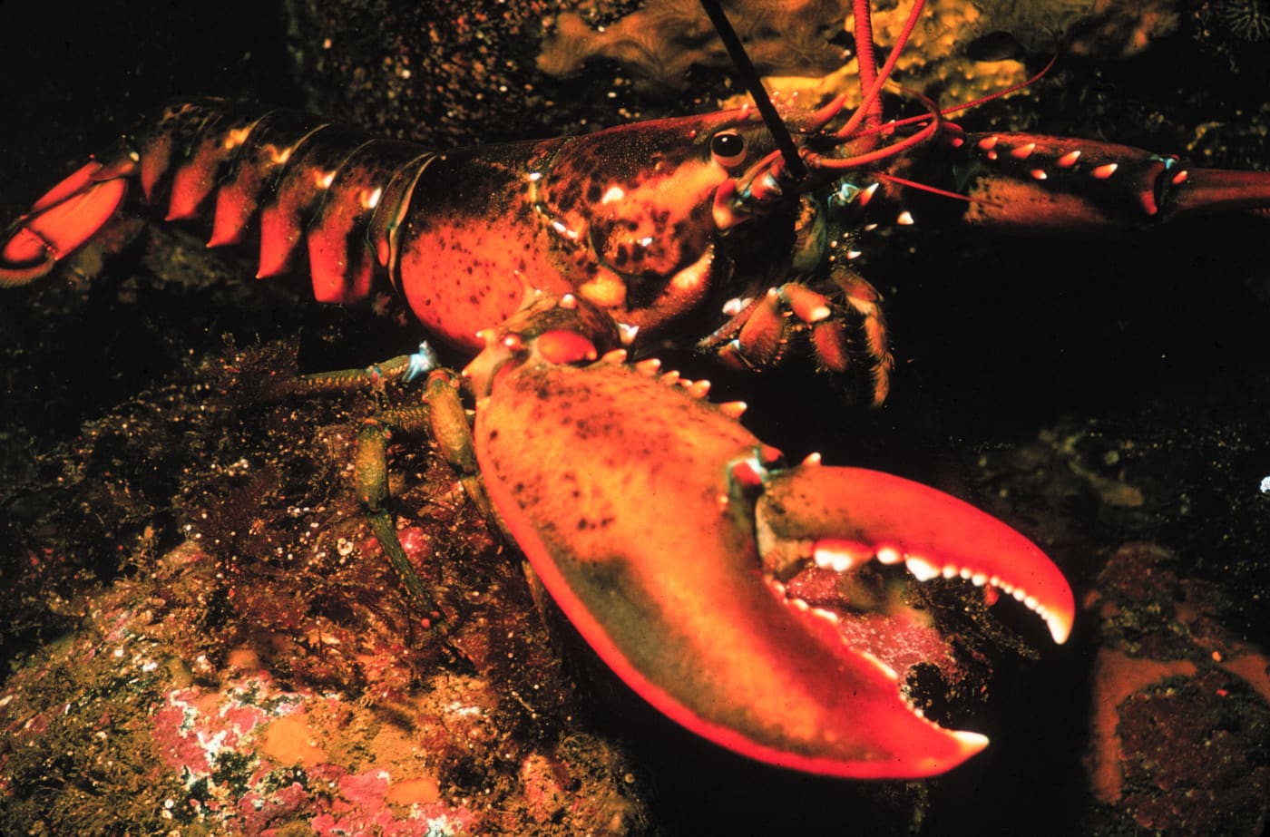 American Lobster (Homarus americanus) — Ocean City, Maryland