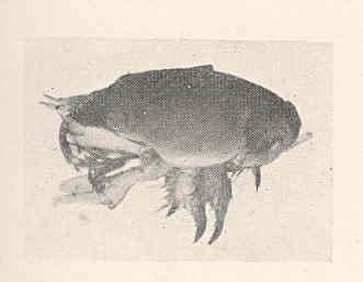 Atlantic Mole Crab (Emerita talpoida) — Ocean City, Maryland