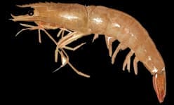 Brown Shrimp (Farfantepenaeus aztecus) — Ocean City, Maryland