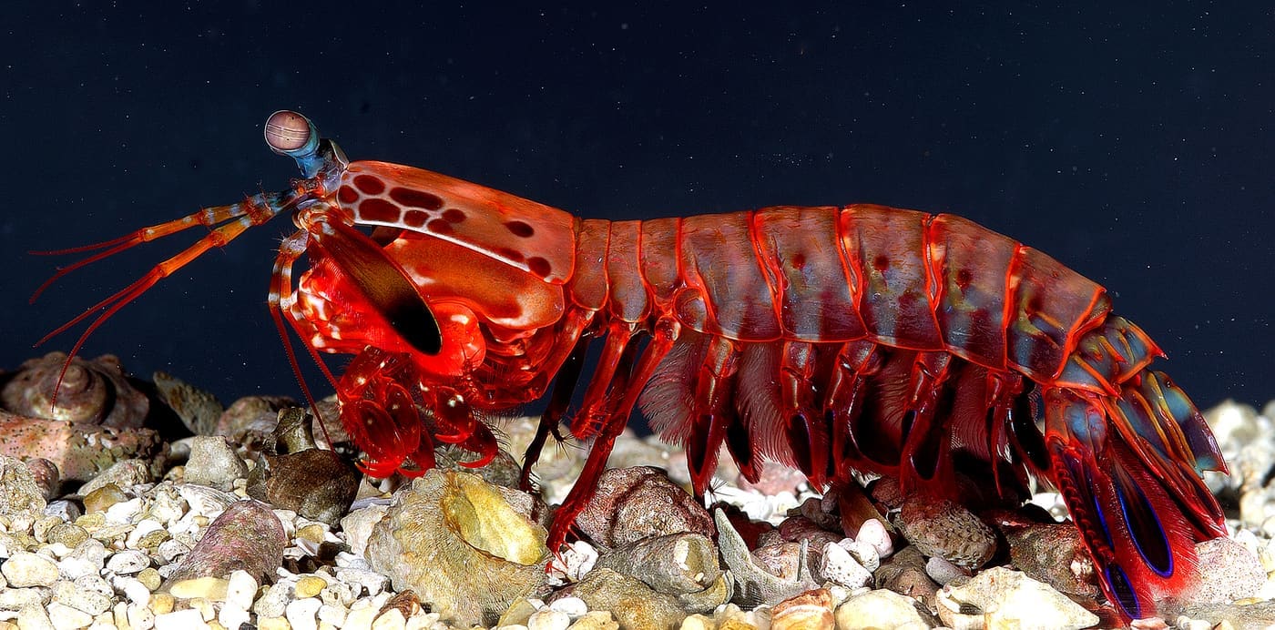 Mantis Shrimp (Squilla empusa) — Ocean City, Maryland
