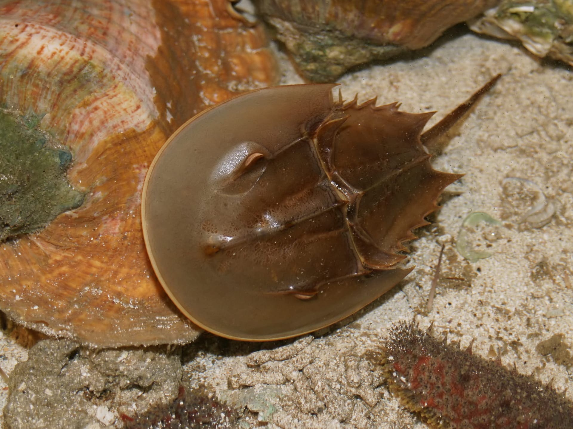 Ocean City Horseshoe Crabs