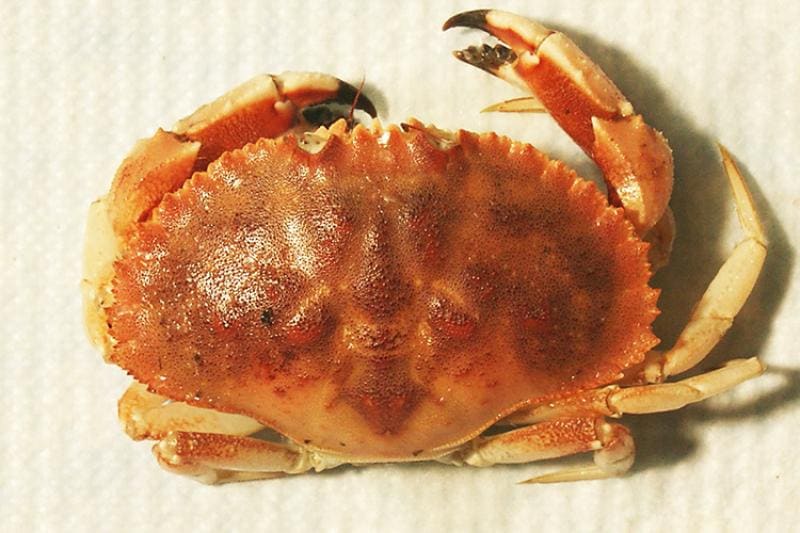 Jonah Crab (Cancer borealis) — Ocean City, Maryland