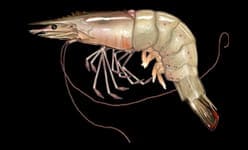White Shrimp (Litopenaeus setiferus) — Ocean City, Maryland