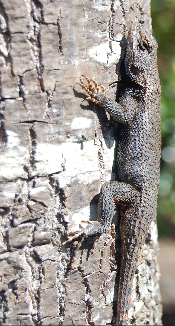 Eastern Fence Lizard (Sceloporus undulatus) — Ocean City, Maryland