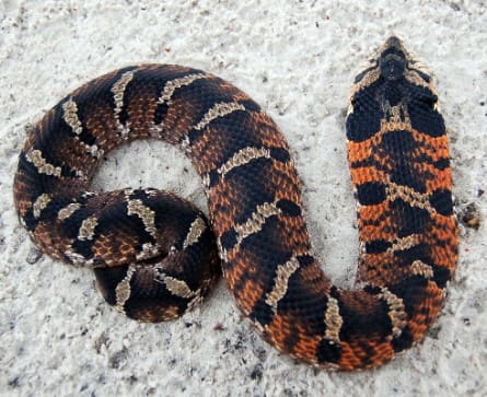 Eastern Hognose Snake (Heterodon platirhinos) — Ocean City, Maryland