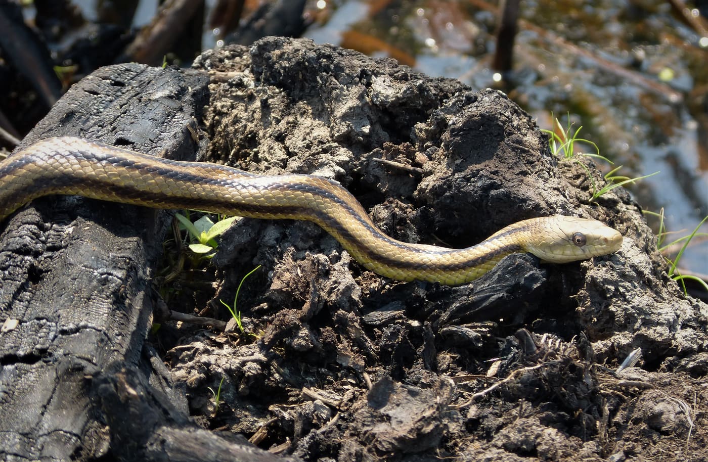 Eastern Ratsnake (Pantherophis alleghaniensis) — Ocean City, Maryland