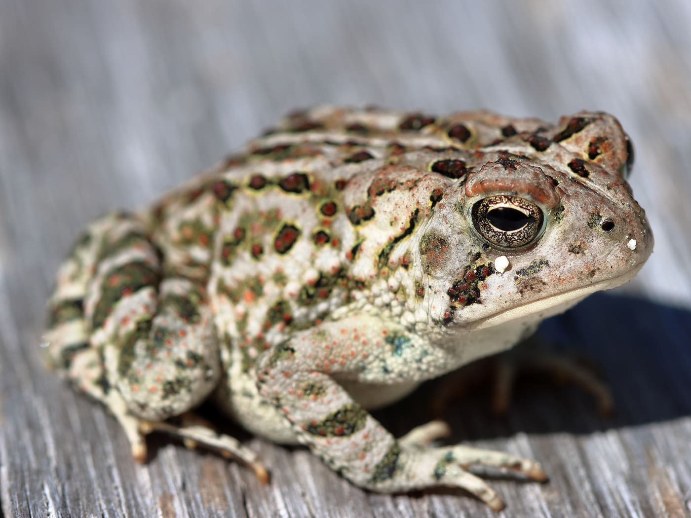 Fowler's Toad (Anaxyrus fowleri) — Ocean City, Maryland