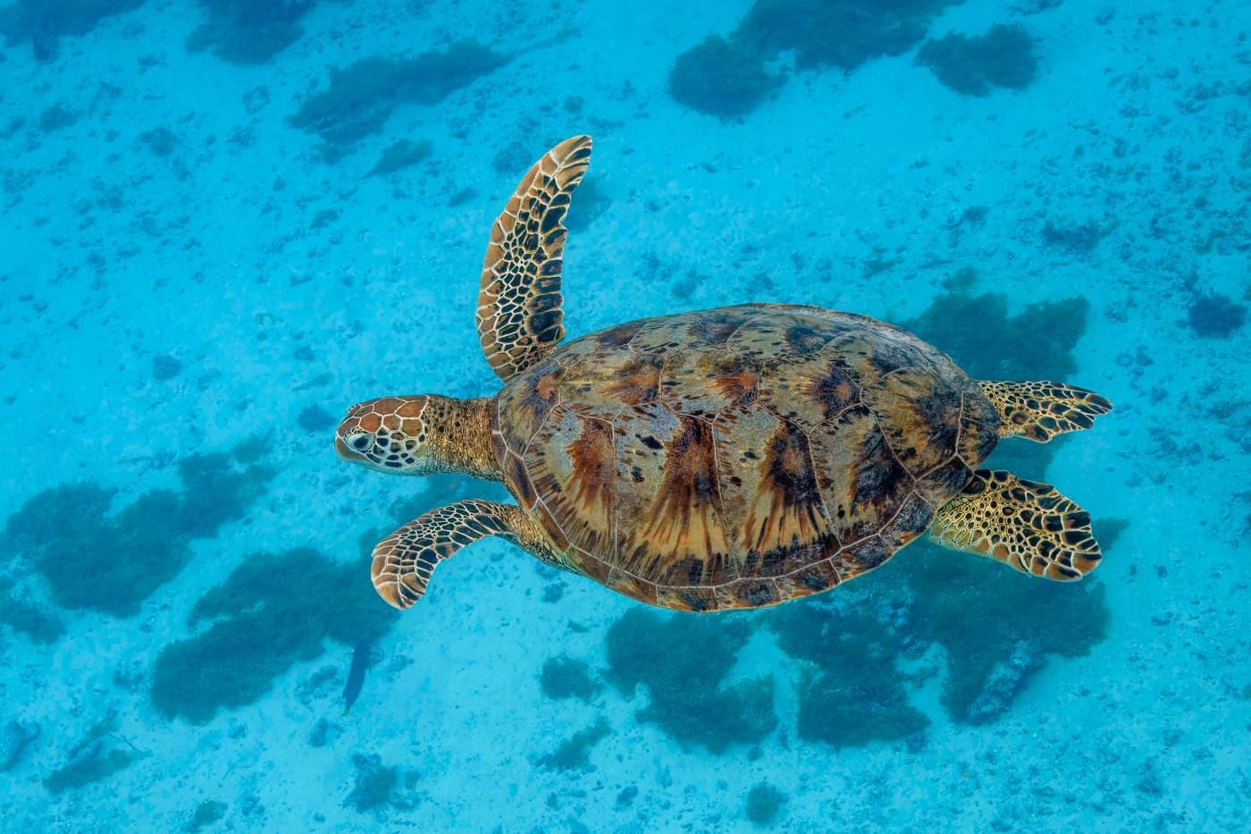 Green Sea Turtle (Chelonia mydas) — Ocean City, Maryland